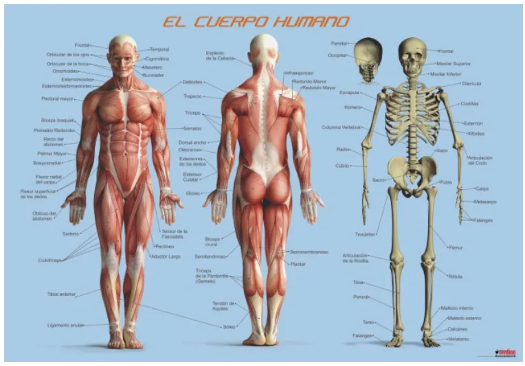 Póster educativo El Cuerpo Humano 70x100cm